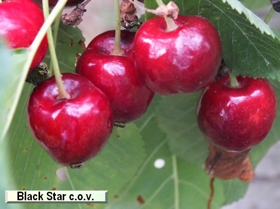 Cerise Black Star c.o.v. Cerise Black Star c.o.v.