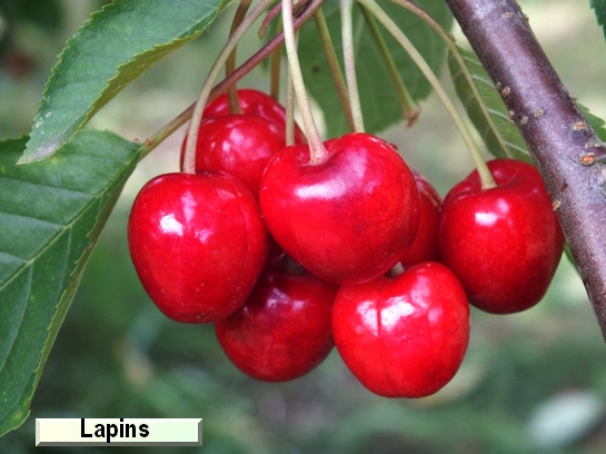 Cerise Lapins Cerise Lapins