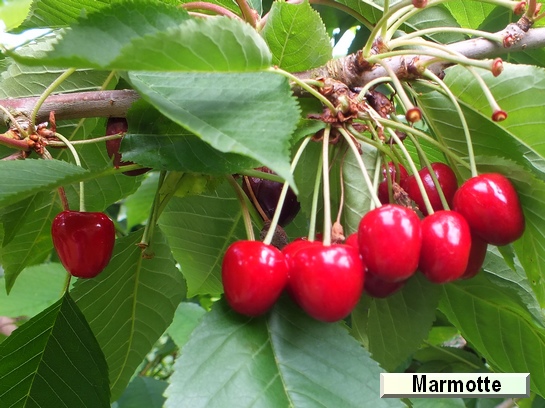 Cerise Marmotte Cerise Marmotte