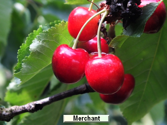 Cerise Merchant Cerise Merchant