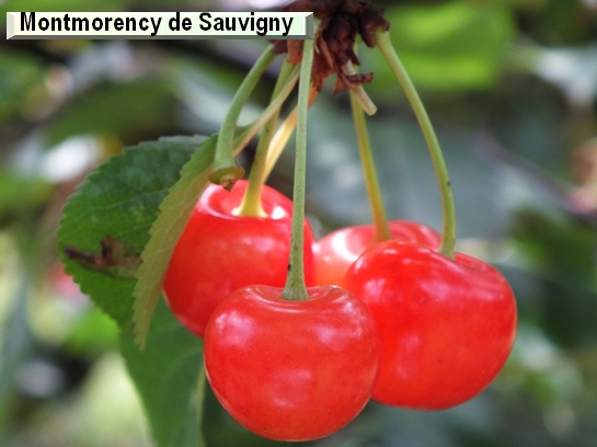 Cerise Montmorency de Sauvigny