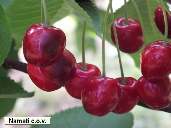 Cerise Namati c.o.v.