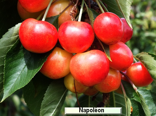 Cerise Napoléon