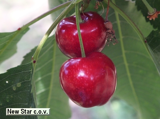 Cerise New Star c.o.v.