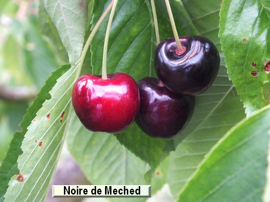 Cerise Noire de Meched