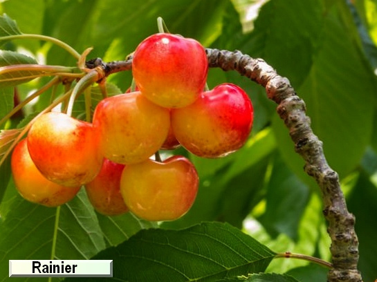 Cerise Rainier