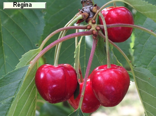 Cerise Régina Cerise Régina