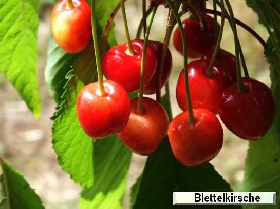 Cerise Blettelkirsche Cerise Blettelkirsche