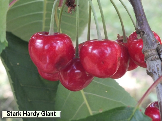 Cerise Stark Hardy Giant Cerise Stark Hardy Giant