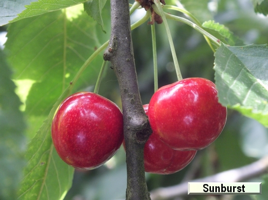 Cerise Sunburst