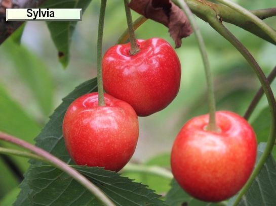 Cerise Sylvia