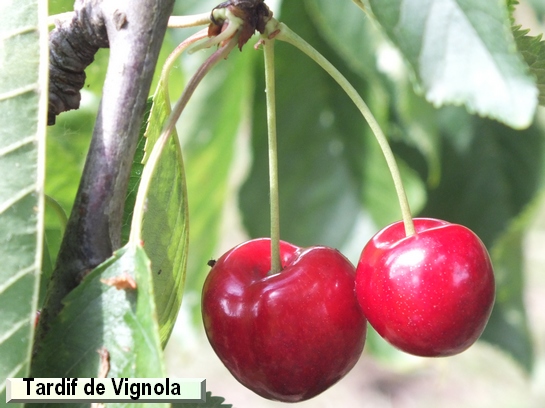 Cerise Tardif de Vignola Cerise Tardif de Vignola