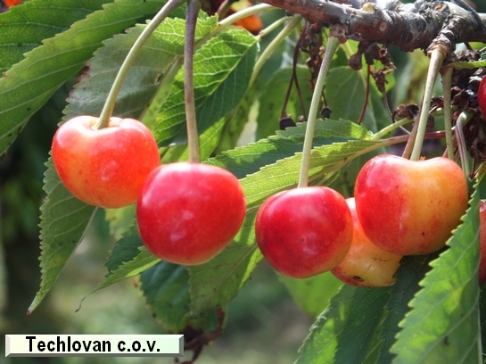 Cerise Techlovan c.o.v.