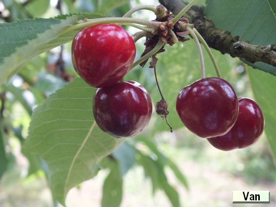 Cerise Van Cerise Van