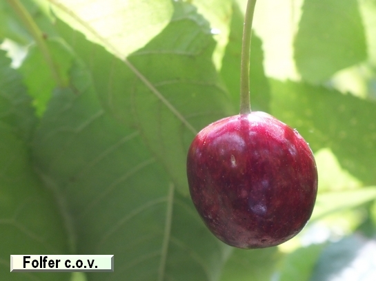 Cerise Folfer c.o.v. Cerise Folfer c.o.v.