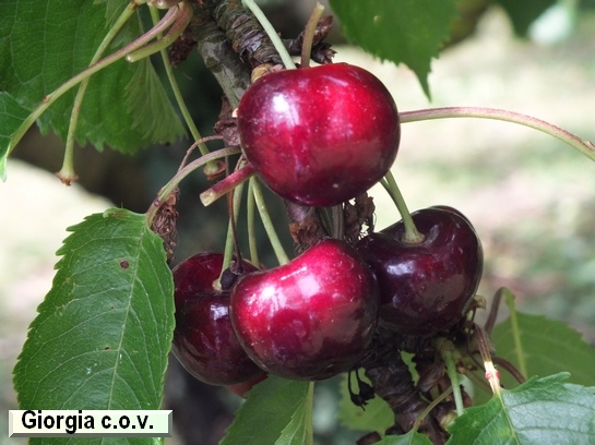 Cerise Giorgia c.o.v.