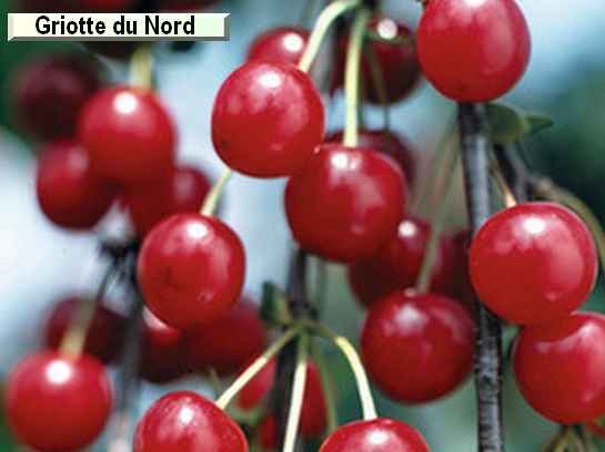 Cerise Griotte du Nord Cerise Griotte du Nord