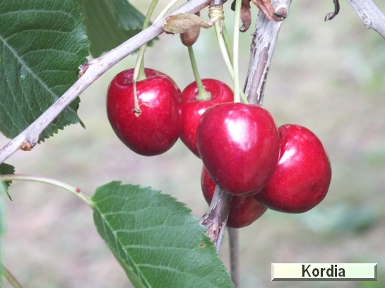 Cerise Kordia Cerise Kordia