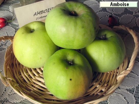 Colonnaire Amboise®Delcogra