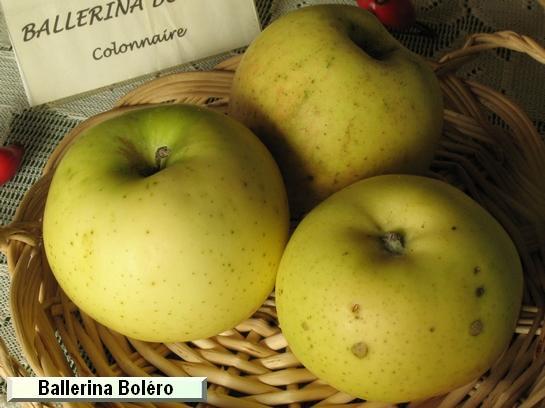 Colonnaire Ballerina® Boléro 