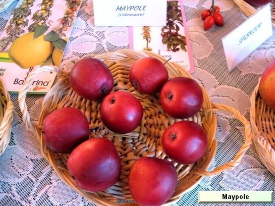 Colonnaire Ballerina® Maypole 