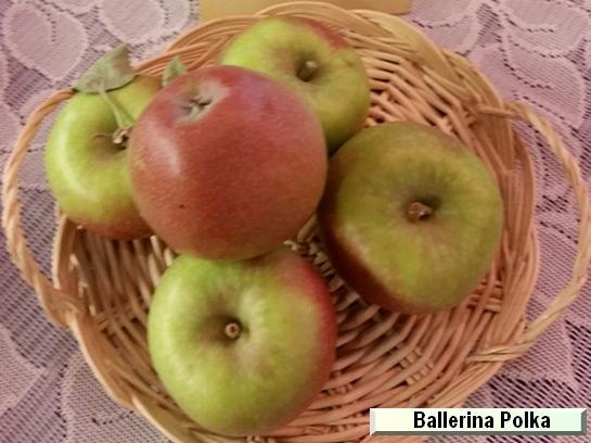 Colonnaire Ballerina® Polka