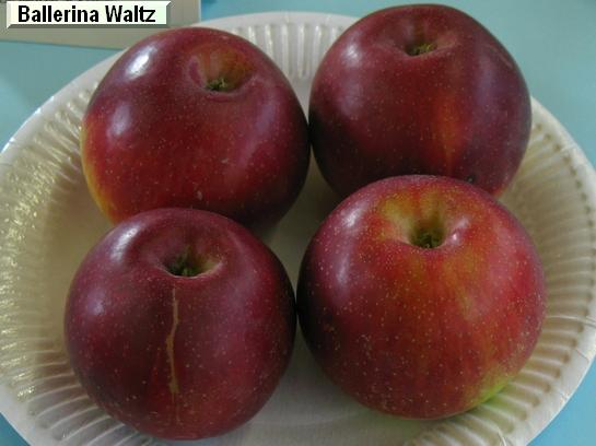 Colonnaire Ballerina® Waltz