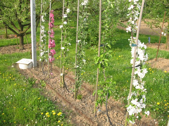 Pommiers colonnaires en fleurs