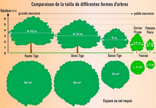 Comparaison des tailles selon la forme