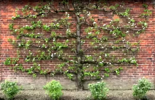 L'espalier