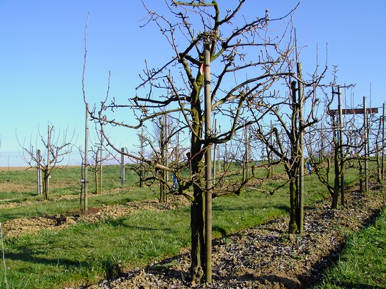 Pommiers conduits en pillar