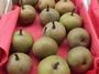 Bergamote Sannier