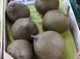 Avocat Tonnelier