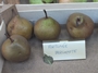 Bergamote Fortunée