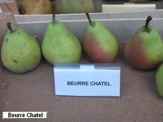 Poire_ad Beurré Chatel