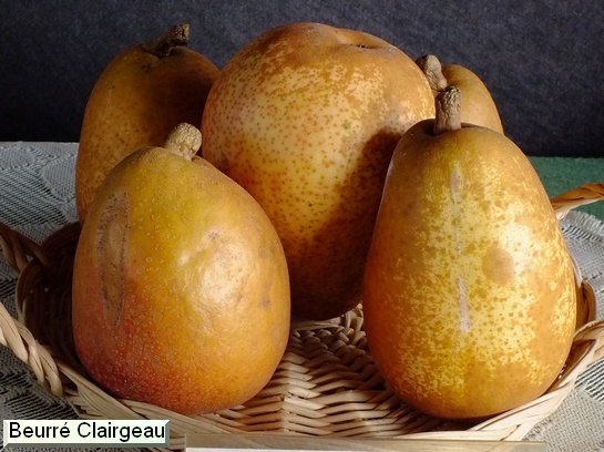 Poire_ad Beurré Clairgeau