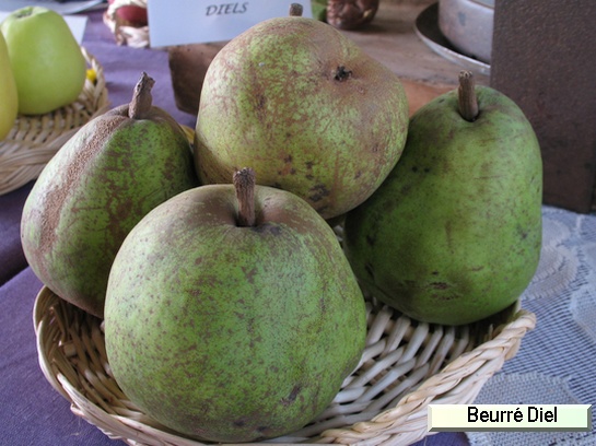 Poire_ad Beurré Diel
