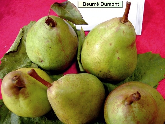 Poire_ad Beurré Dumont