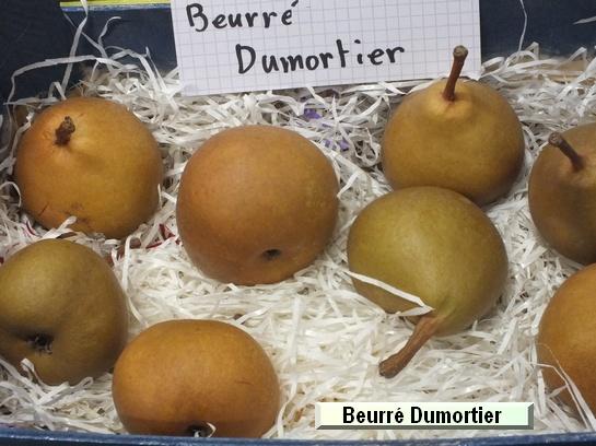Poire_ad Beurré Dumortier