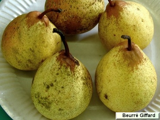 Poire_ad Beurré Giffard