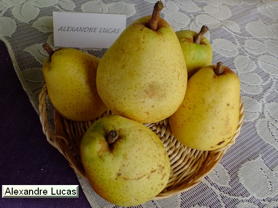Poire_ad Alexandre Lucas