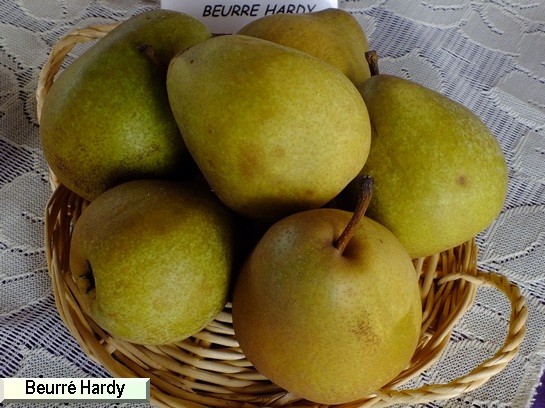 Poire_ad Beurré Hardy