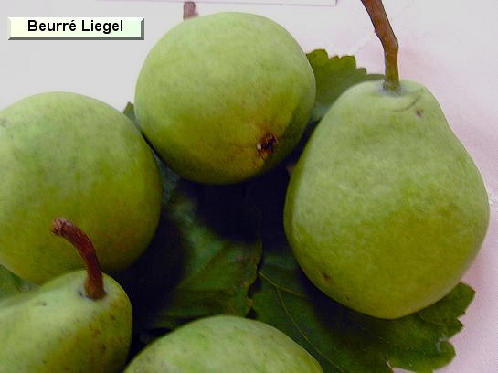 Poire_ad Beurré Liegel