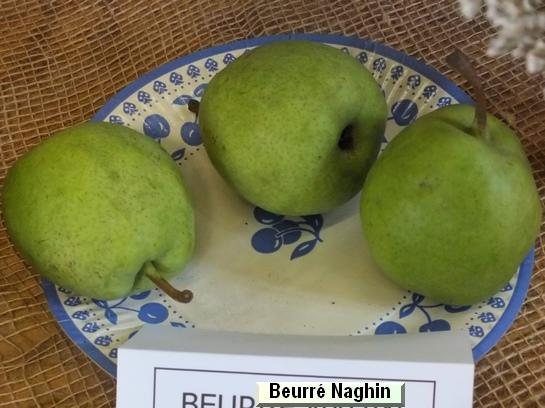 Poire_ad Beurré Naghin