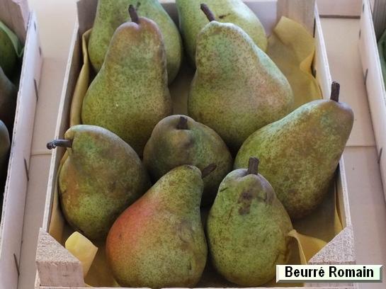 Poire_ad Beurré Romain