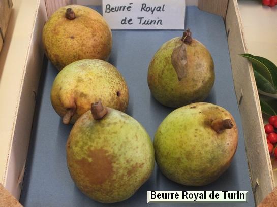 Poire_ad Beurré Royal de Turin
