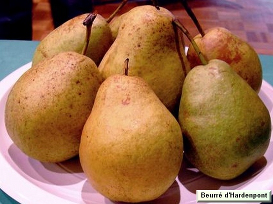 Poire_ad Beurré d'Hardenpont