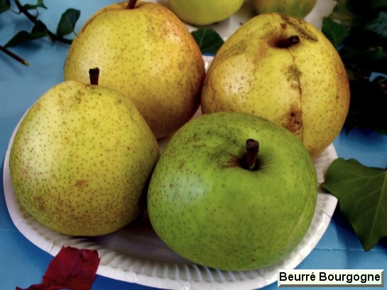 Poire_ad Beurré de Bourgogne