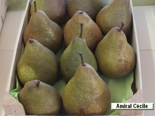 Poire_ad Amiral Cécile