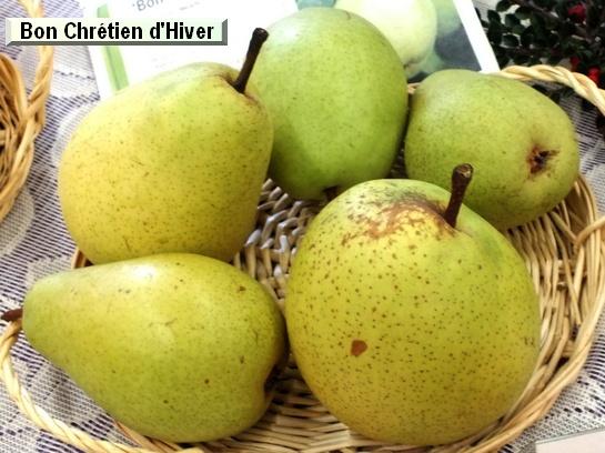 Poire_ad Bon Chrétien d'Hiver